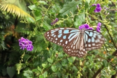 thumb_IMG_9098_1024